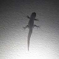 Image of Barton’s thin-toed gecko