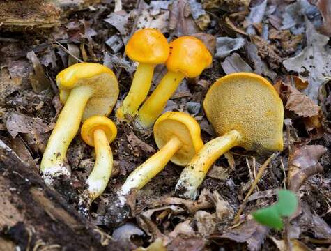 Image of Pulveroboletus