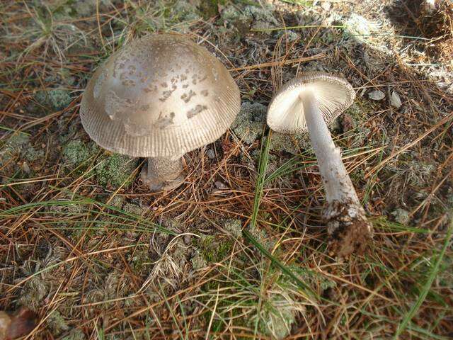 Image of <i>Amanita rhacopus</i>