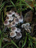 Image of Marasmius albogriseus (Peck) Singer 1943