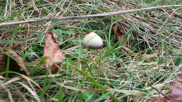 Plancia ëd Psilocybe semilanceata (Fr.) P. Kumm. 1871