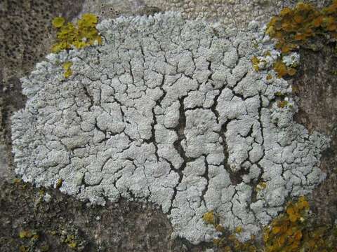 Image de Physcia clementei (Sm.) Lynge