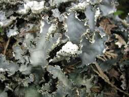 Image of Elizabeth's felt lichen