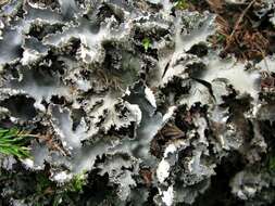 Image of Elizabeth's felt lichen