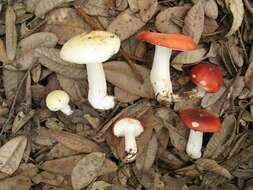 Image of Russula cremoricolor Earle 1902