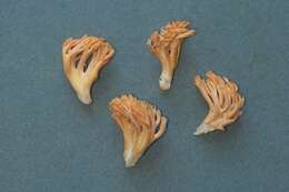 Image of Ramaria sandaracina Marr & D. E. Stuntz 1974