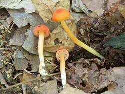 Image de Hygrocybe