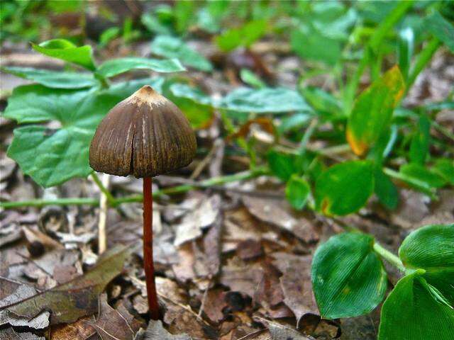 Image de Psilocybe mexicana R. Heim 1957