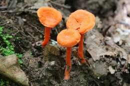 Cantharellus cinnabarinus (Schwein.) Schwein. 1832 resmi