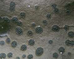 صورة Umbilicaria phaea Tuck.