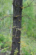 Image of Sunshine lichens