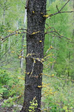 Image of Sunshine lichens