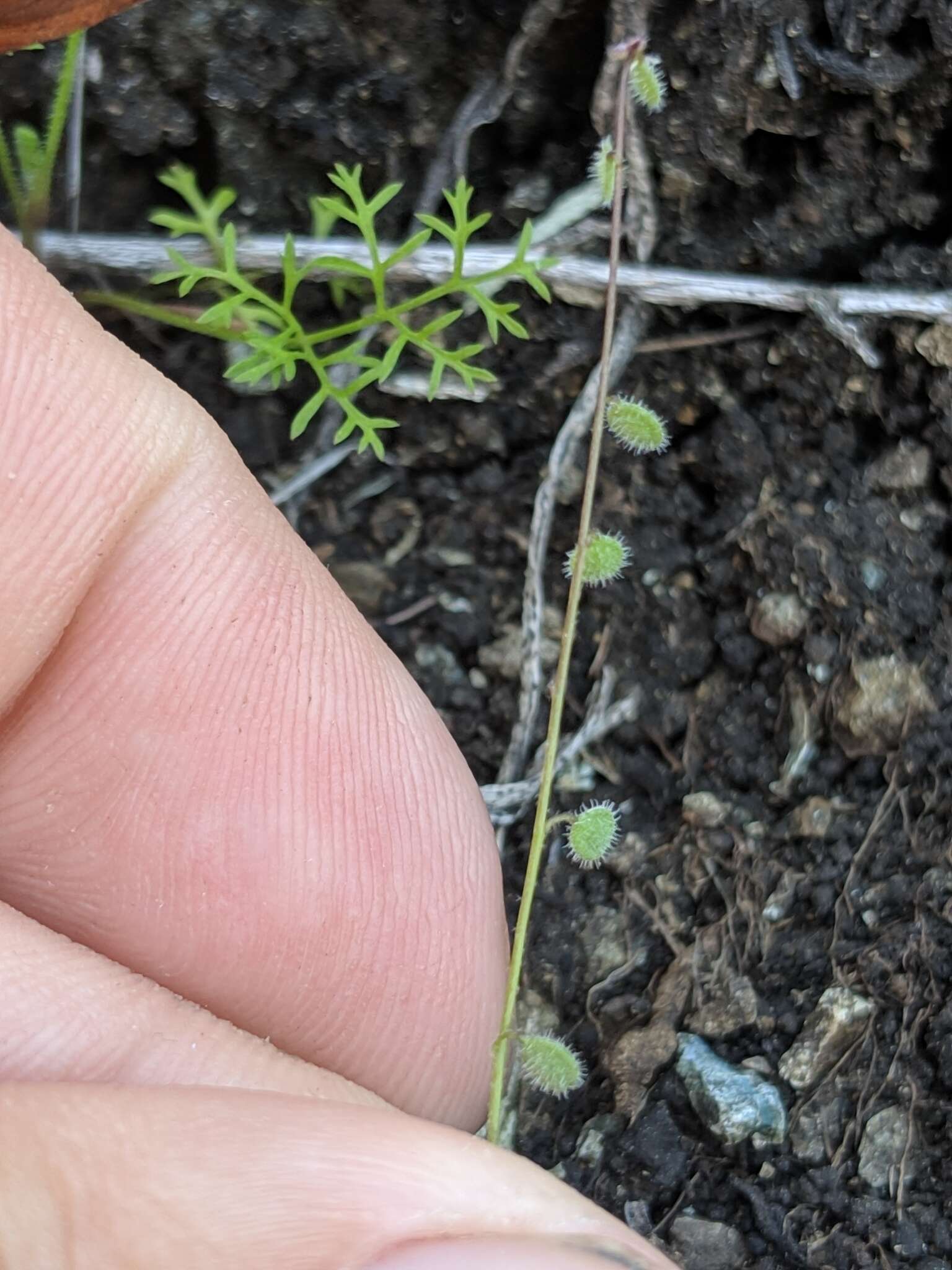 Image of sandweed