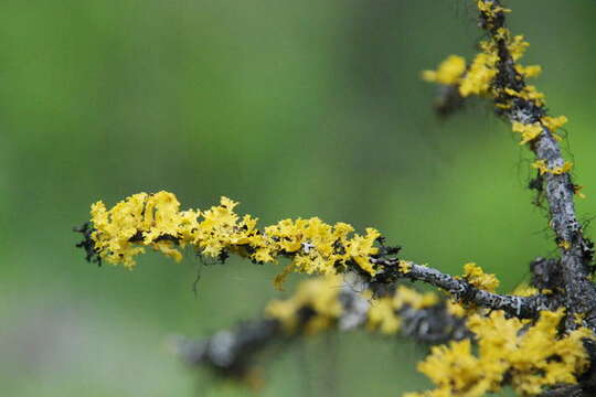 Image of Sunshine lichens