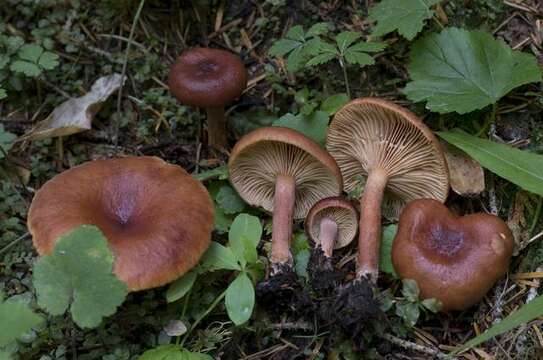 Слика од Lactarius hepaticus Plowr. 1905