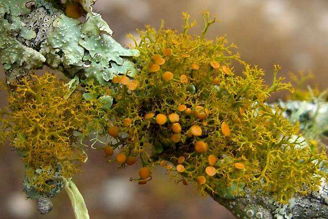 Image of teloschistes lichen