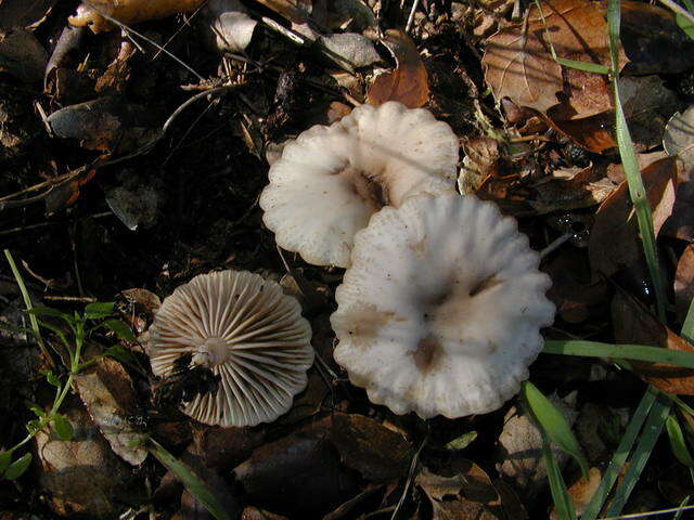 Image of Marasmius albogriseus (Peck) Singer 1943