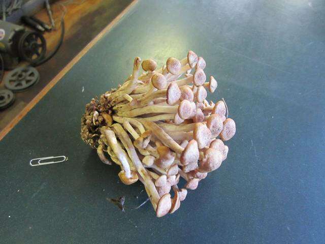 Image of Desarmillaria