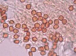 Psilocybe naematoliformis Guzmán 1979的圖片