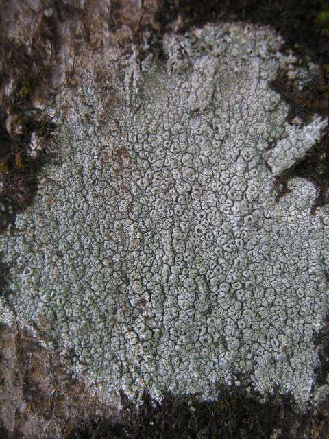 Imagem de Pertusaria hymenea (Ach.) Schaer.