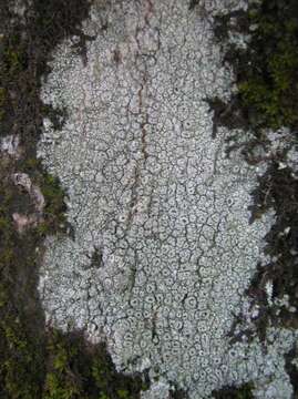 Image of pore lichen