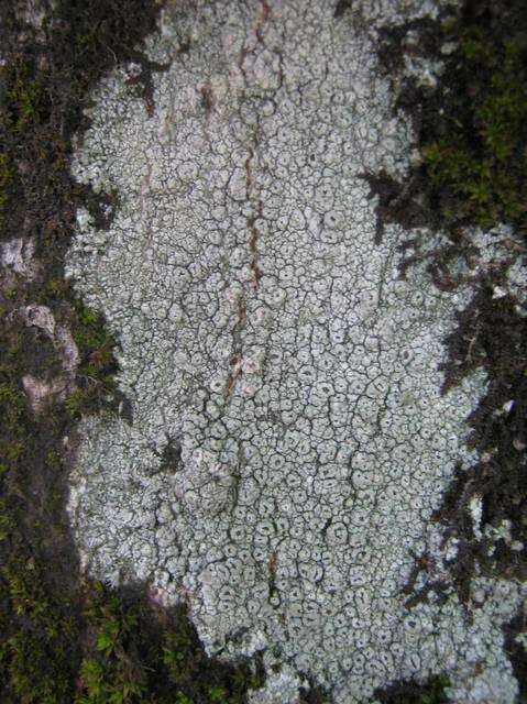 Imagem de Pertusaria hymenea (Ach.) Schaer.