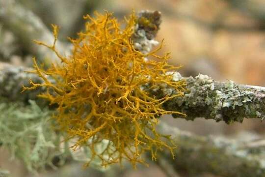 Image of teloschistes lichen