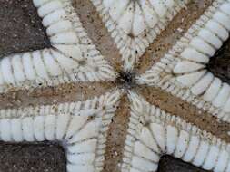 Image of Two-spined sea star