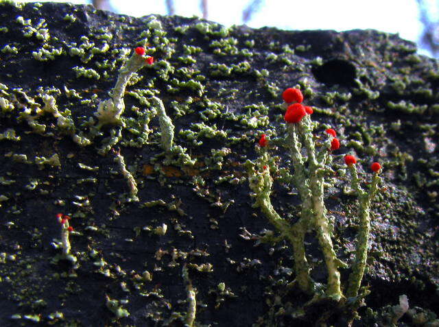 Слика од Cladonia cristatella Tuck.