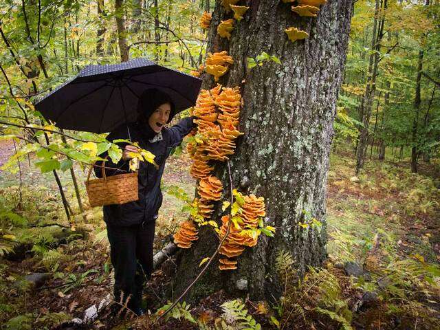 Image de Laetiporus