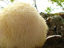 Image of tooth fungi