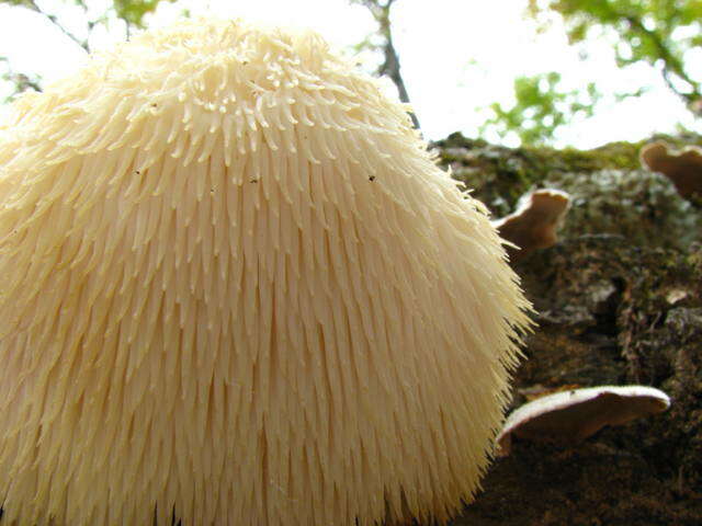 Image of tooth fungi