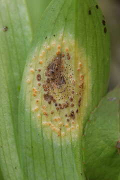 Imagem de Puccinia sessilis J. Schröt. 1870