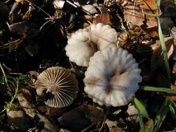 Image of Marasmius albogriseus (Peck) Singer 1943