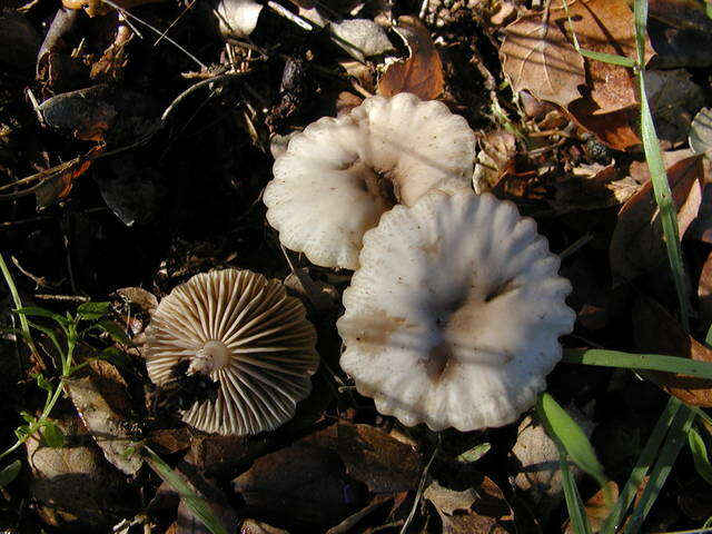 Sivun Marasmius albogriseus (Peck) Singer 1943 kuva