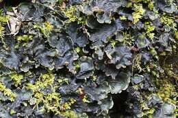 Image of Flat-fruited pelt;   Horizontal felt lichen