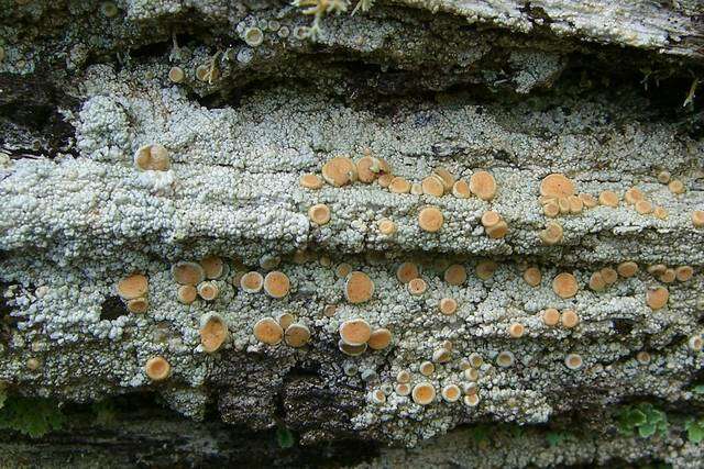 Image of Oregon crabseye lichen