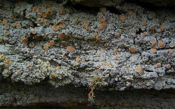 Image of Oregon crabseye lichen