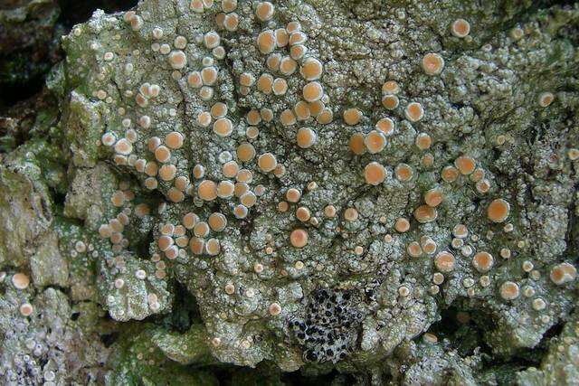 Image of Oregon crabseye lichen