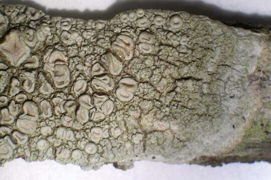 Image of Frosty saucer lichen