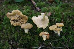 Image of Cantharellus formosus Corner 1966