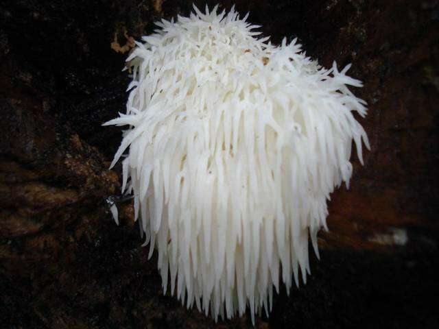 Image of Hericium americanum Ginns 1984