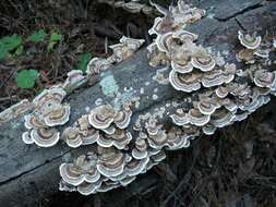 Image of Trametes