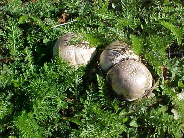 Imagem de Agaricus californicus Peck 1895