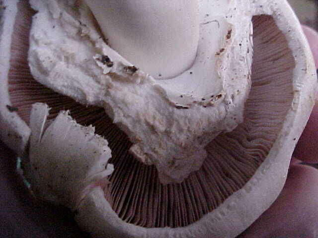 Imagem de Agaricus californicus Peck 1895