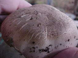 Imagem de Agaricus californicus Peck 1895