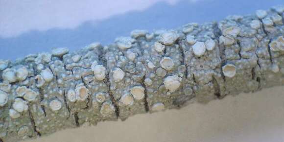 Image of pore lichen