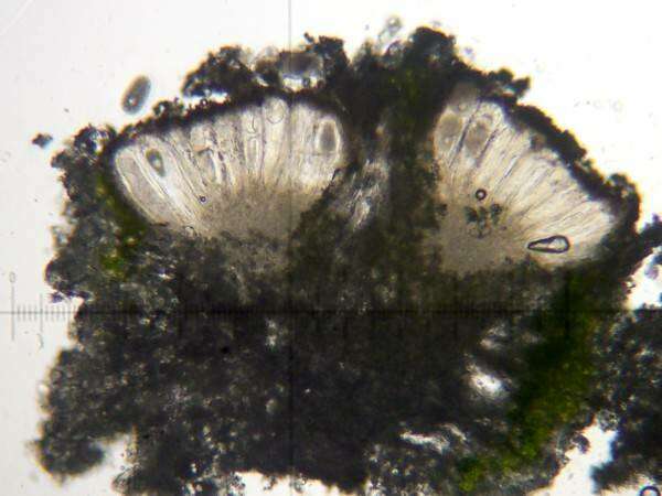 Image of Ostropomycetidae