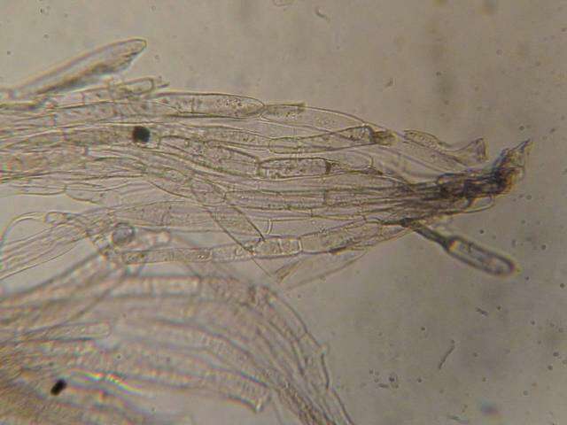 Image of Entoloma diversum (Largent) Noordel. & Co-David 2009