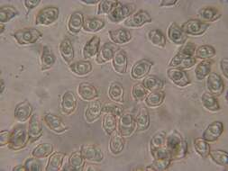 Image of Entoloma diversum (Largent) Noordel. & Co-David 2009